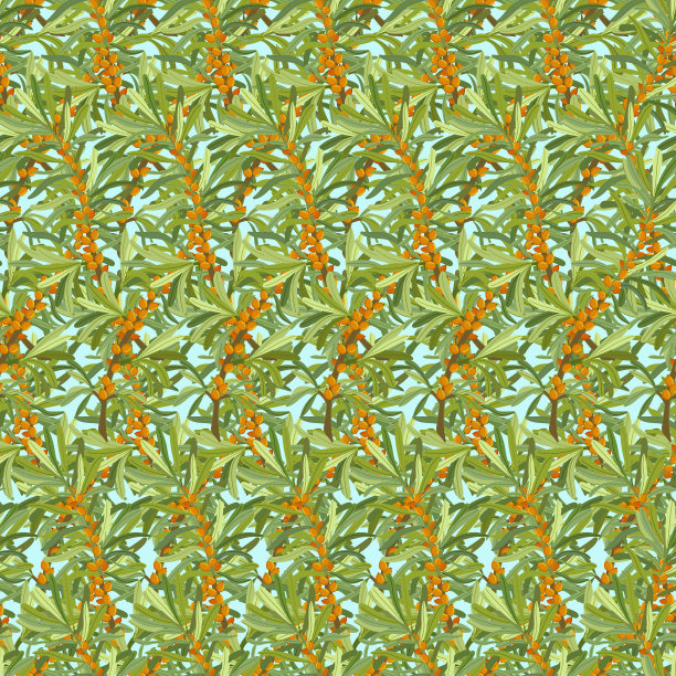 沙棘分支。沙棘的浆果和叶子。无缝模式。矢量插图。图片下载