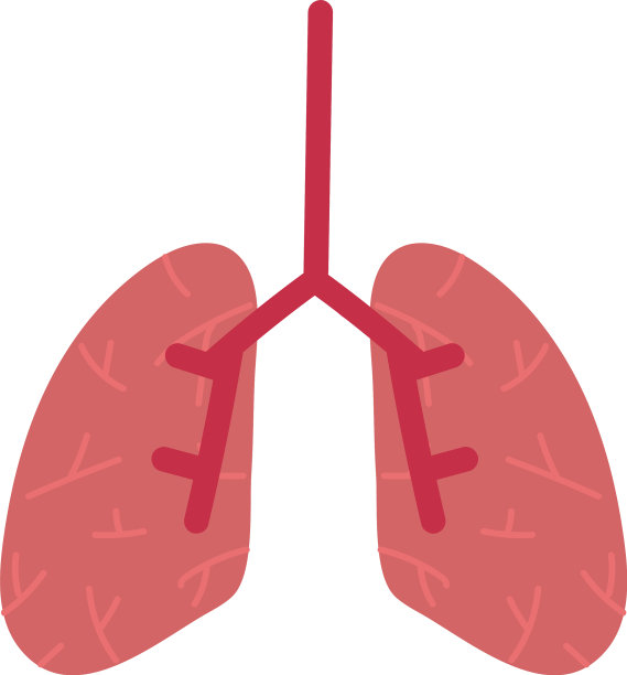 人类的肺器官图片下载
