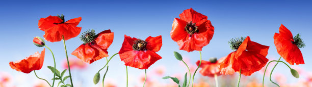 蓝色天空下的罂粟花图片下载