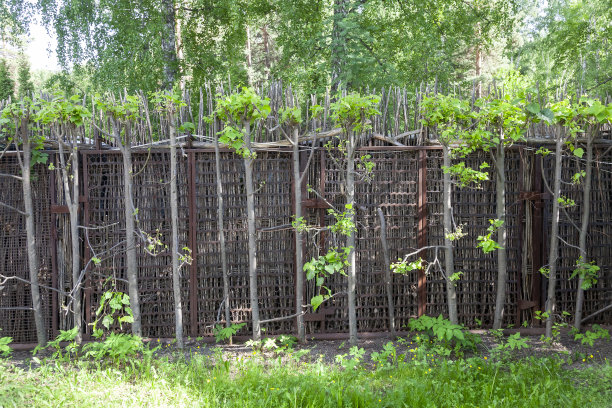 在一片郁郁葱葱的森林里，一堵用桦树树枝编织而成的木栅栏。景深浅。篱笆柳条灌木库存图片，免版税的照片和图像图片下载