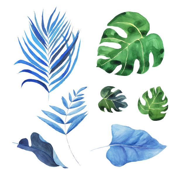 一套热带丛林的绿色和蓝色的叶子孤立在白色的背景。水彩手绘插图的树叶，棕榈叶，怪物。完美的卡片，海报，横幅，壁纸。植物的艺术。图片下载