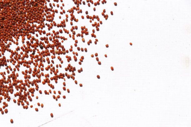 芥菜籽图片下载