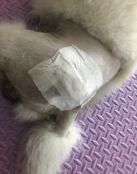 狗髋与绷带术后方案图片下载