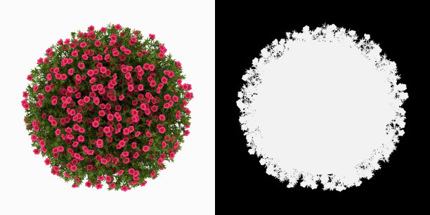 3D渲染中国石竹盆景隔离在白色背景alpha通道俯视图图片下载