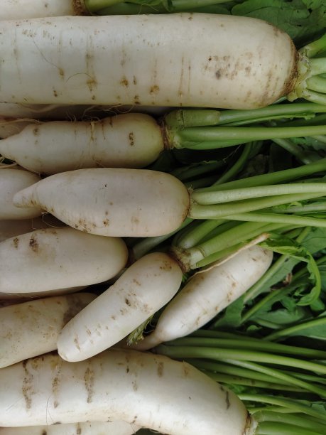 led灯下的蔬菜萝卜图片下载