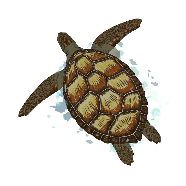 海龟从水彩中溅起图片下载