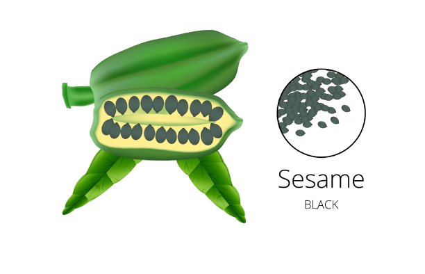 芝麻，坚果植物，天然有机黄油成分。手绘矢量草图雕刻插图。芝麻孤立在白色。治疗，护理，食品配料图片下载