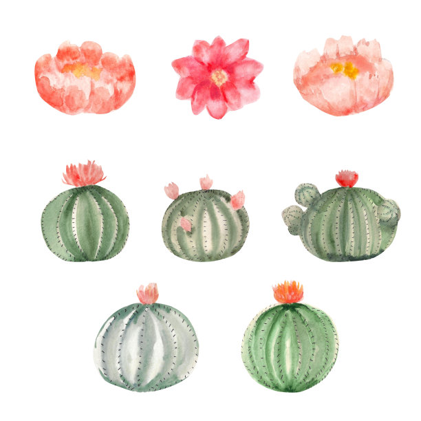水彩画一套圆形盛开的仙人掌与单独的花。为设计元素图片下载