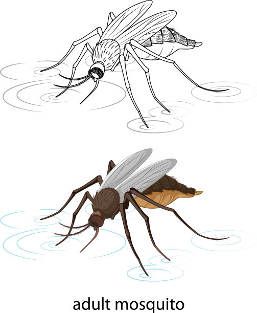 蚊子的颜色和涂鸦在白色的背景图片下载
