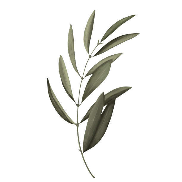 绿色桉树分支。植物有机元素在白色背景。手绘插图图片下载