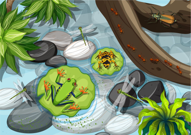 俯视图中不同类型的青蛙图片下载