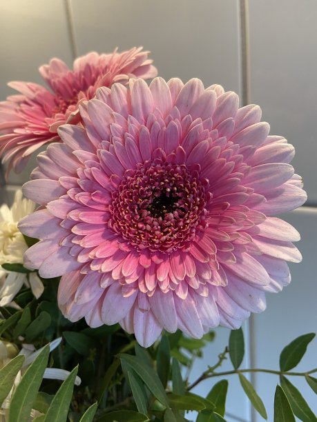 粉红色的非洲菊花图片下载