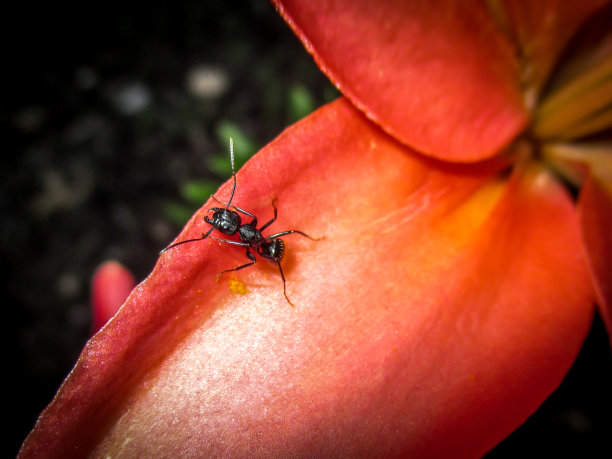 蚂蚁在花图片下载