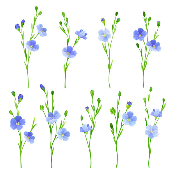 栽培开花植物的亚麻或亚麻籽图片下载