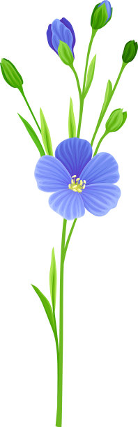 栽培开花植物的亚麻或亚麻籽图片下载