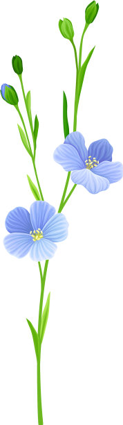 有五瓣的蓝色亚麻或亚麻子花图片下载