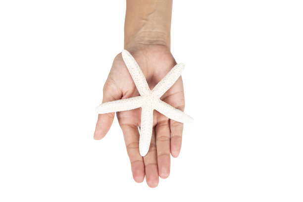 海星或珊瑚在女人的手上孤立的白色背景图片下载