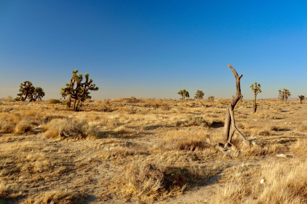 加利福尼亚沙漠的蓝天景观图片下载