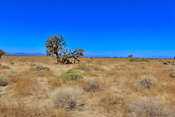 加利福尼亚沙漠的蓝天景观图片下载
