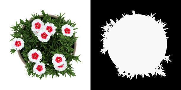 3D渲染中国石竹盆景隔离在白色背景alpha通道俯视图图片下载