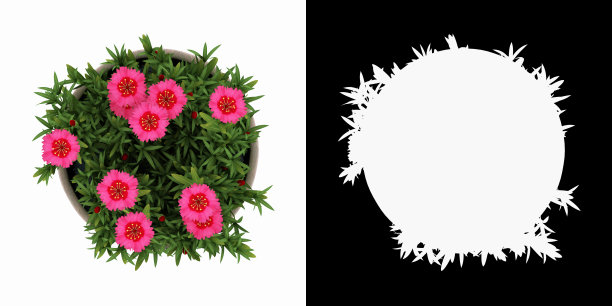 3D渲染中国石竹盆景隔离在白色背景alpha通道俯视图图片下载