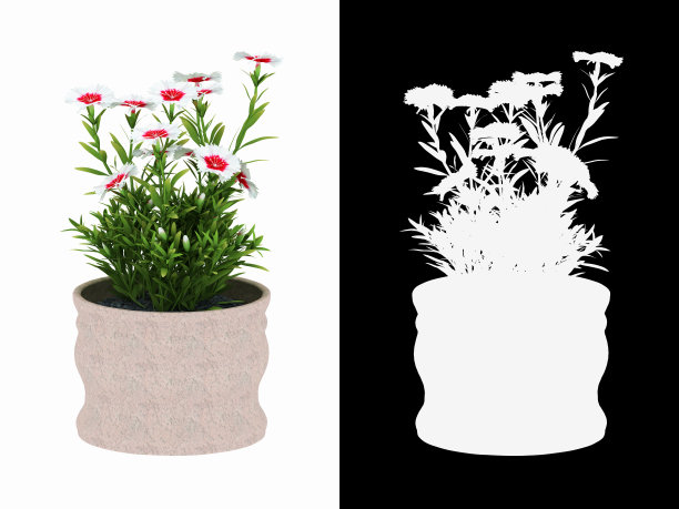 3D渲染石竹盆景隔离在白色背景alpha通道图片下载