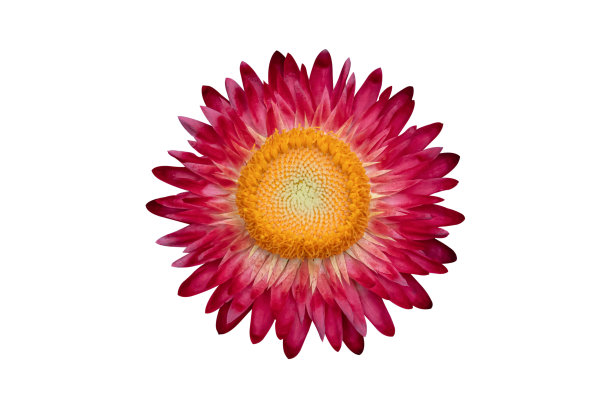 红色草花(蜡菊苞片花)孤立在白色背景上图片下载
