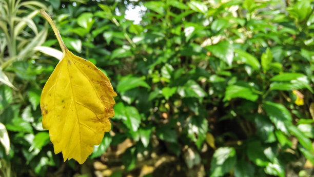 老叶子图片下载