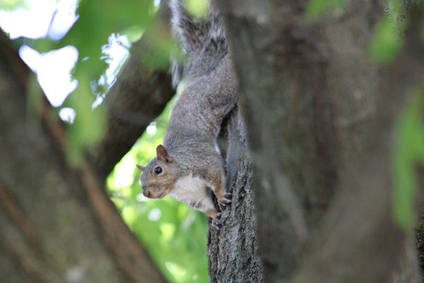 树上的松鼠图片下载