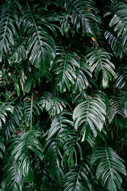 绿色植物背景饱满图片下载