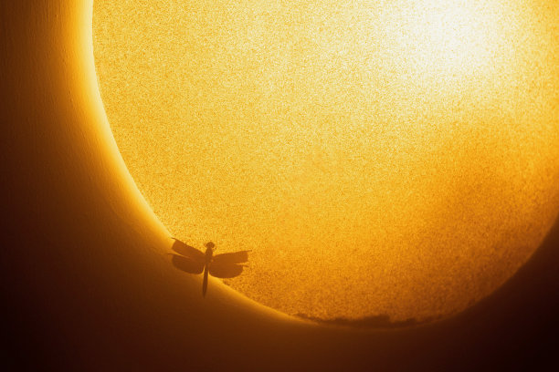 蜻蜓的明星图片下载