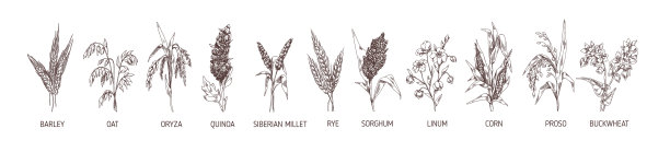 设置谷类作物，大麦，黑麦，玉米图片下载