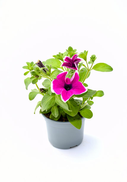 俯视图美丽的彩色粉红紫牵牛花花瓣与绿色的叶子生长和盛开在白色的背景。夏季阳台的理想植物。图片下载