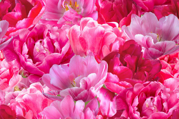 古董无缝模式。花园里盛开的粉红色郁金香。图片下载