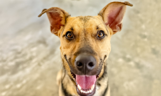 狗快乐有趣兴奋图片下载