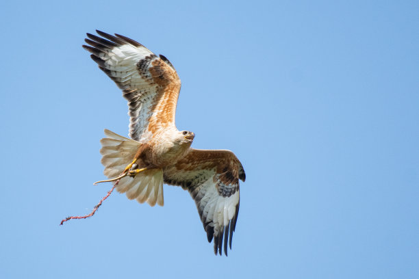 长腿秃鹰正在飞行，爪子抓着一条蛇图片下载