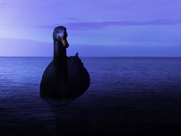 蓝色海洋中的黑天鹅。合成照片在海上和黑鸟。抽象符号自然意象的差异、创新和成功与文本和设计的空间。图片下载