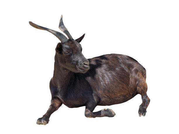 躺着的黑山羊的肖像孤立在白色的背景。图片下载