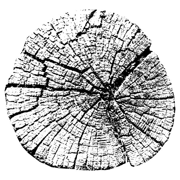 树的年轮。天然木材。矢量插图。图片下载