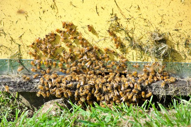 在一个蜂箱入口的蜜蜂在春天的特写图片下载