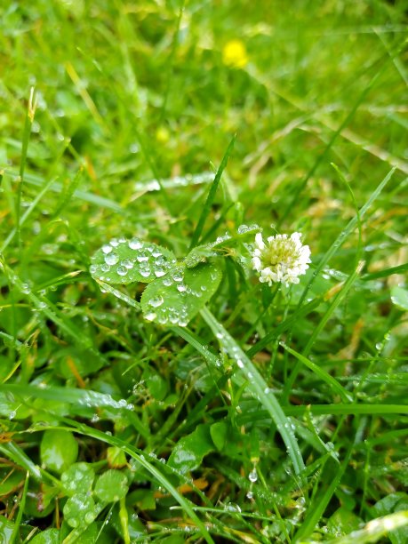 有水滴的三叶草和花图片下载