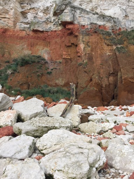 在多石的海滩上的岩石中的树枝图片下载