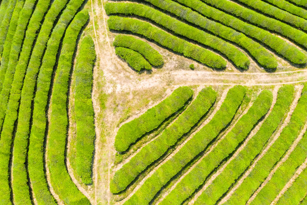 茶园特写镜头图片下载