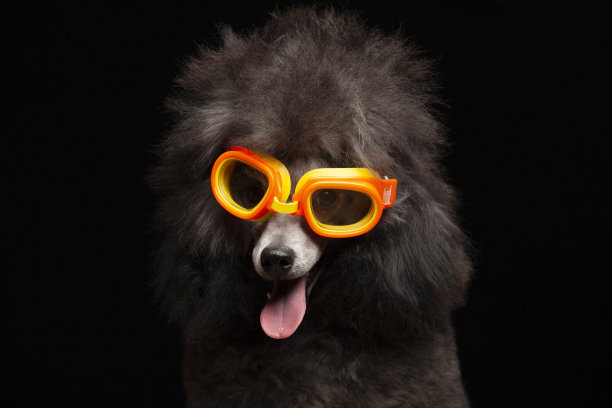 狗的黑色背景图像图片下载