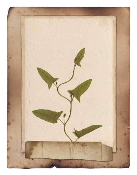 旧纸纹理与干燥的植物叶子图片下载