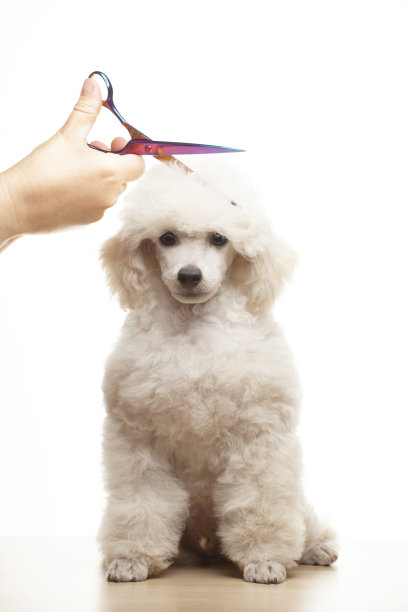 狗手剪刀白色背景的图像图片下载