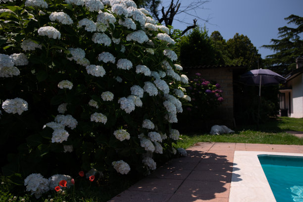 池塘边的花图片下载