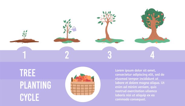 条幅生长周期苹果树从绿苗到植株结果。图片下载