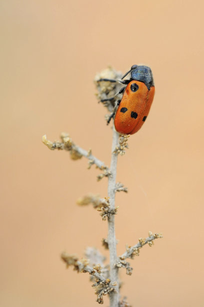 自然环境中的甲虫图片下载