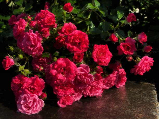 美丽的玫瑰花在傍晚花园后，夏雨。粉红红玫瑰灌木在夜间花园。娇嫩的玫瑰花瓣，绿色潮湿的叶子。图片下载